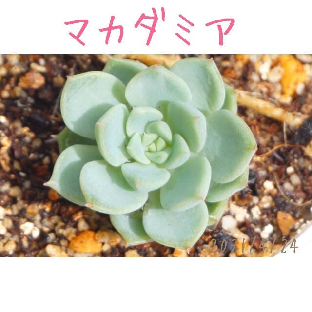 残1苗 No.157＊R＊ 1 レモンピーチ カット苗 多肉植物-