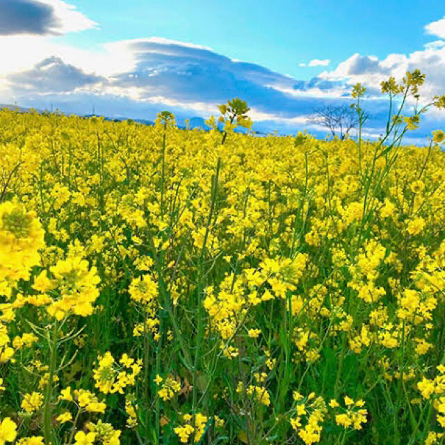 菜の花 種100g（大容量！30000粒以上！） ハンドメイドのフラワー/ガーデン(その他)の商品写真