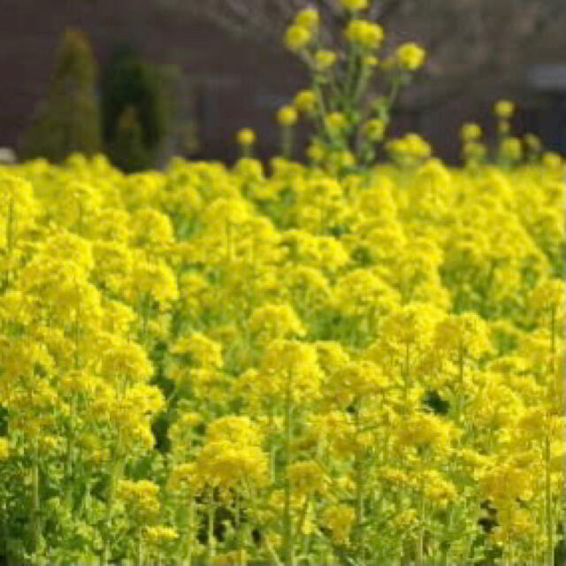 菜の花 種100g（大容量！30000粒以上！） ハンドメイドのフラワー/ガーデン(その他)の商品写真