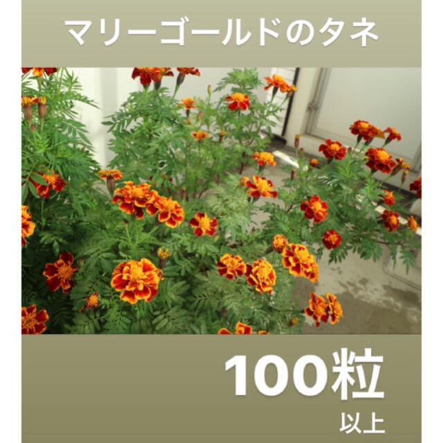 マリーゴールド 花 種 タネ 100粒以上 ガーデニングの通販 by マッチ's shop｜ラクマ
