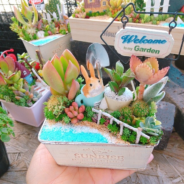 yoshi様 専用  多肉植物 寄せ植え ハンドメイドのフラワー/ガーデン(その他)の商品写真