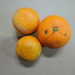 中島産清見 加工用(フルーツ)