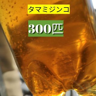 タマミジンコ(アクアリウム)
