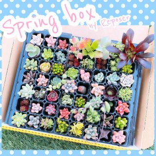 ルポゼ　多肉植物　Spring box 3(その他)