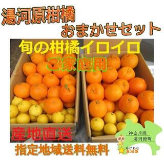 かんきつ色々詰合わせ🍊約8kg セット柑橘 ご家庭用 訳あり不選別 数限🉐(フルーツ)