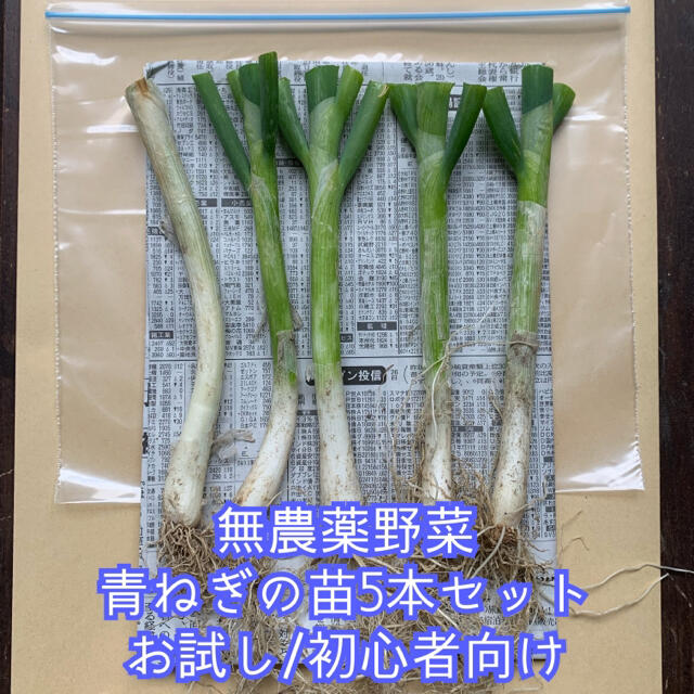 無農薬野菜＊根っこ＆土付き青ねぎの苗＊お試し5本セット＊プランター＊初心者向け＊ 食品/飲料/酒の食品(野菜)の商品写真