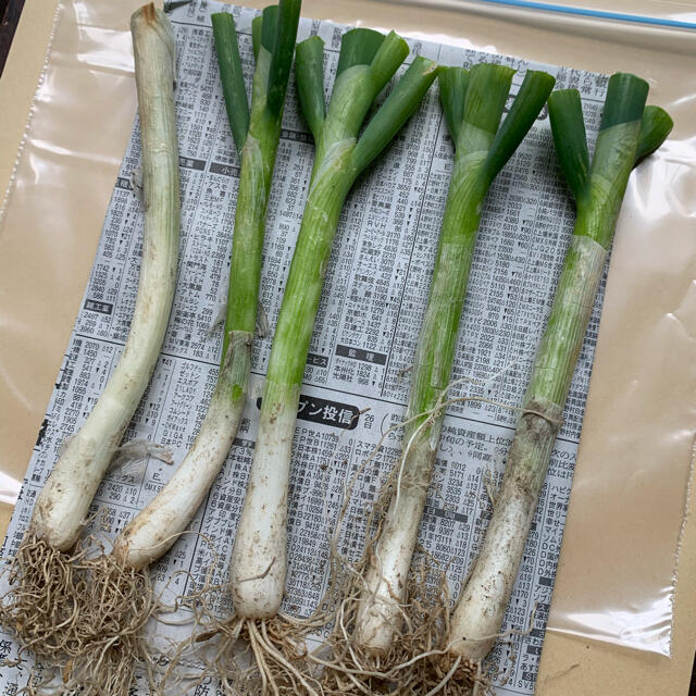 無農薬野菜＊根っこ＆土付き青ねぎの苗＊お試し5本セット＊プランター＊初心者向け＊ 食品/飲料/酒の食品(野菜)の商品写真