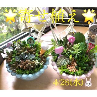 多肉植物❤︎寄せ植え❤︎ツインズ鉢❤︎🪴🪴　おまけ付き♪(その他)