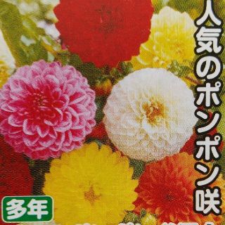 ダリアの種     ポンポン咲きミックス＋おまけ(その他)