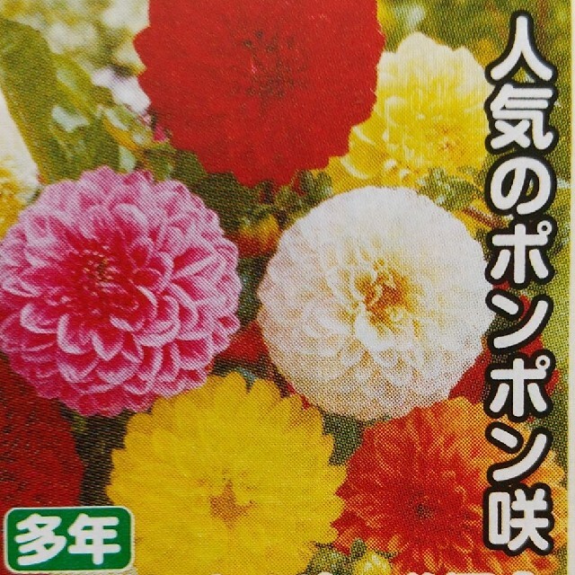 ダリアの種      ポンポン咲きミックス＋おまけ ハンドメイドのフラワー/ガーデン(その他)の商品写真