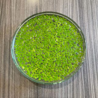 水草 浮草 アオウキクサ 無農薬(アクアリウム)