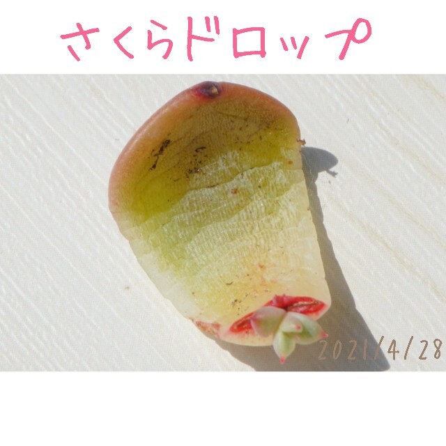 ハンドメイドさくらドロップ 葉挿し 発芽済み！ 多肉植物