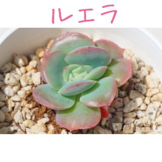 美苗さん♡ ルエラ 抜き苗  多肉植物(その他)