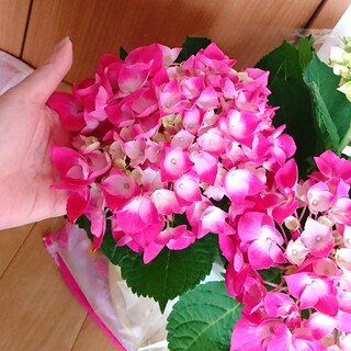 ショッキングピンクの紫陽花挿し穂♥️(その他)