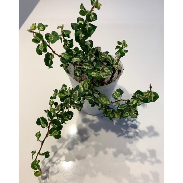 〈新品種〉プミラ　コアラ③抜き苗 インテリア/住まい/日用品のインテリア/住まい/日用品 その他(その他)の商品写真