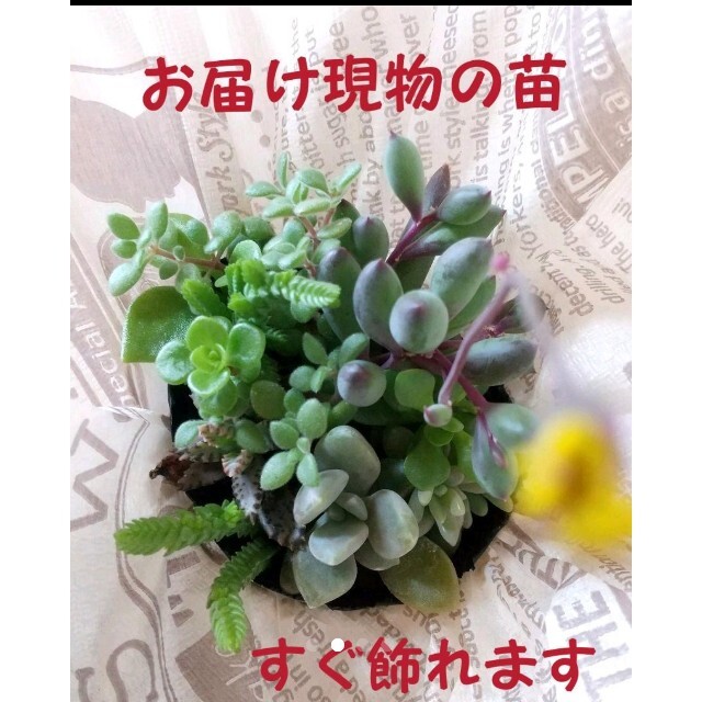 人気第6位 多肉植物初心者向け詰め合わせ 密な感じ 1点限り写真現物苗根っこ土ポット付き 保障できる Www Globaldentalcentre Org 人気第6位 多肉植物初心者向け詰め合わせ 密な感じ 1点限り写真現物苗根っこ土ポット付き 保障できる Www Globaldentalcentre Org