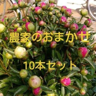 【芍薬】農家のおまかせ 10 本セット(その他)