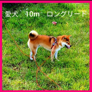 小犬用　ロングリード　10m (リード/首輪)