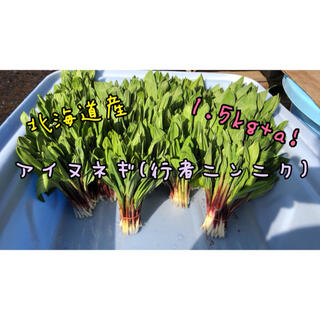 北海道産行者ニンニク（アイヌネギ）1.5kg+αです。(野菜)