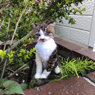 羊毛フェルト。お出かけバッグ付き、子猫。オーダーNo.57