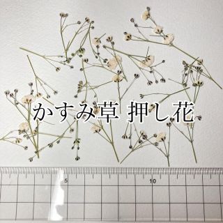 かすみ草 押し花 0.2g ホワイト(各種パーツ)