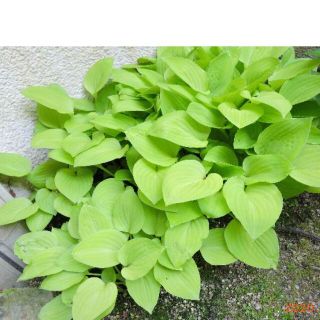 ライムグリーンの中型ギボウシ　３芽(その他)
