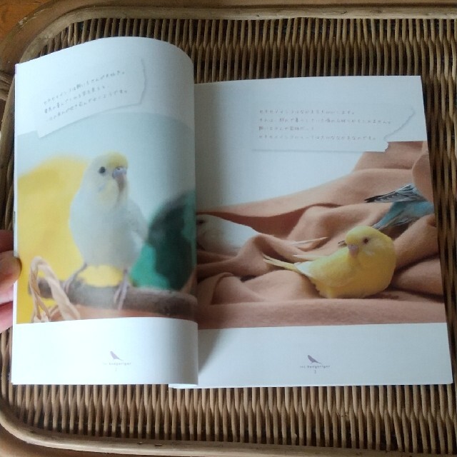 セキセイインコ 小動物ビギナ－ズガイド エンタメ/ホビーの本(住まい/暮らし/子育て)の商品写真