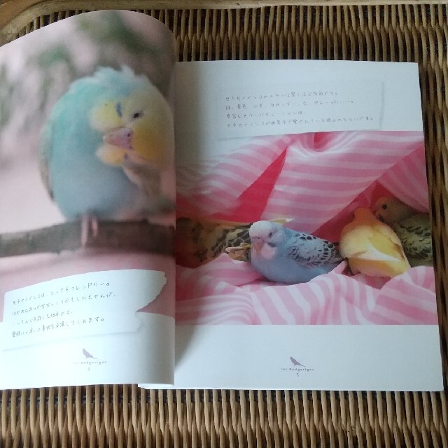 セキセイインコ 小動物ビギナ－ズガイド エンタメ/ホビーの本(住まい/暮らし/子育て)の商品写真