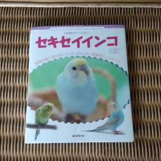 セキセイインコ 小動物ビギナ－ズガイド(住まい/暮らし/子育て)