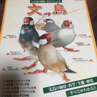 文鳥 文鳥の飼育・医学・エサ・生態・歴史すべてがわかる 改訂・保存版(住まい/暮らし/子育て)