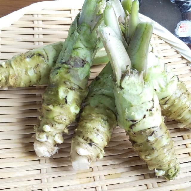 生わさび安曇野産 食品/飲料/酒の食品(米/穀物)の商品写真