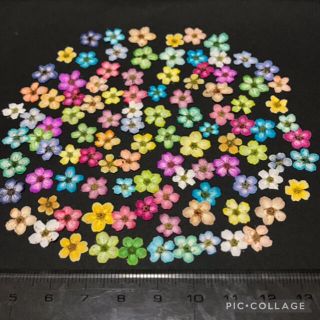 コデマリ　押し花　100枚(各種パーツ)