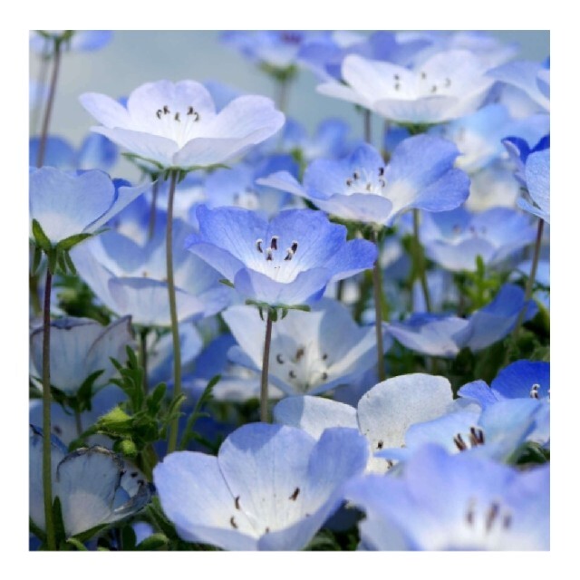 花の種 青く美しい花 ネモフィラの種の通販 By ノ W ノ ラクマ 花の種 青く美しい花 ネモフィラの種の通販 By ノ W ノ ラクマ