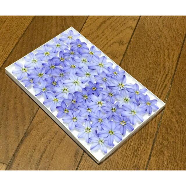 11  銀の紫陽花が作った青く美しいイフェイオンのドライフラワーです‼️ ハンドメイドのフラワー/ガーデン(ドライフラワー)の商品写真