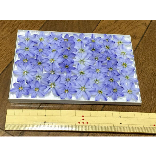 11  銀の紫陽花が作った青く美しいイフェイオンのドライフラワーです‼️ ハンドメイドのフラワー/ガーデン(ドライフラワー)の商品写真