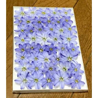 11  銀の紫陽花が作った青く美しいイフェイオンのドライフラワーです‼️(ドライフラワー)