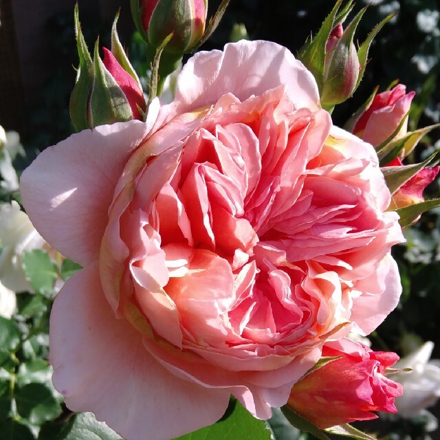 薔薇🌹『かおりかざり』🌹挿し木苗 ハンドメイドのフラワー/ガーデン(その他)の商品写真