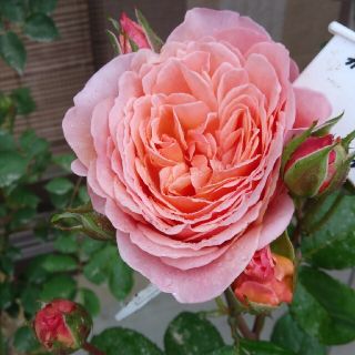 薔薇🌹『かおりかざり』🌹挿し木苗(その他)