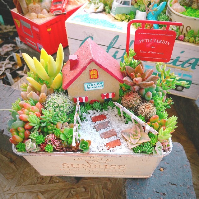 ＊ancoco＊様 専用 多肉植物 寄せ植え ハンドメイドのフラワー/ガーデン(その他)の商品写真