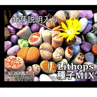 リトープス ミックス種子 35粒＋α 発芽説明入り(その他)