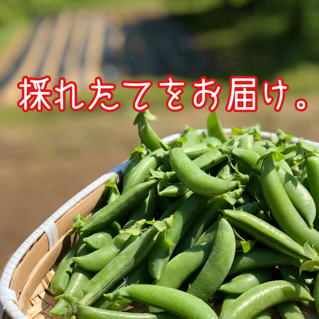 【無農薬】熊本県産　スナップエンドウ　500g 食品/飲料/酒の食品(野菜)の商品写真