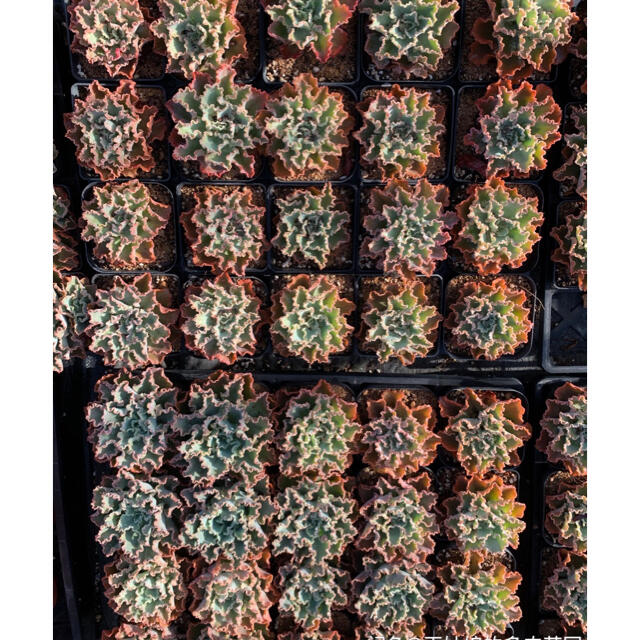 多肉植物 ハンドメイドのフラワー/ガーデン(その他)の商品写真