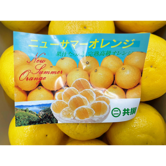 ふわっとジューシー！爽やかな美味しさ♩【ニューサマーオレンジ】特選　2L 5kg 食品/飲料/酒の食品(フルーツ)の商品写真