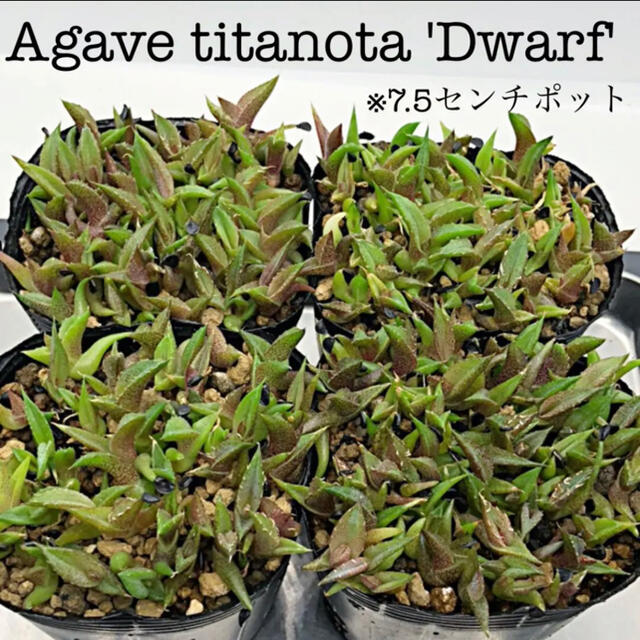 ☆姫厳竜☆アガベ チタノタ ドワーフ実生2株☆希少矮性☆の通販 by
