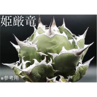 人気No.1 【現品】アガベ チタノタ 姫厳竜 ドワーフ 植物/観葉植物