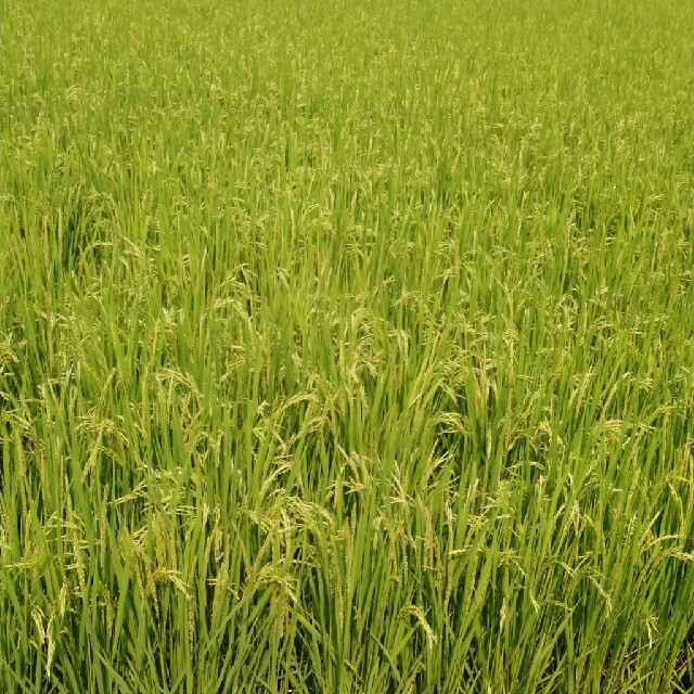 令和2年産栃木県特一等米コシヒカリ玄米30キロ無農薬にて、作ったお米です。