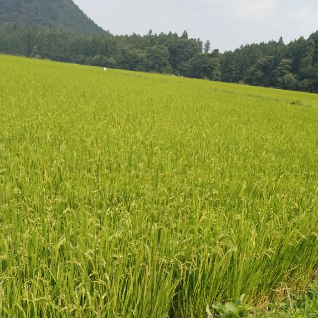 令和2年産栃木県特一等米コシヒカリ玄米30キロ無農薬にて、作ったお米です。