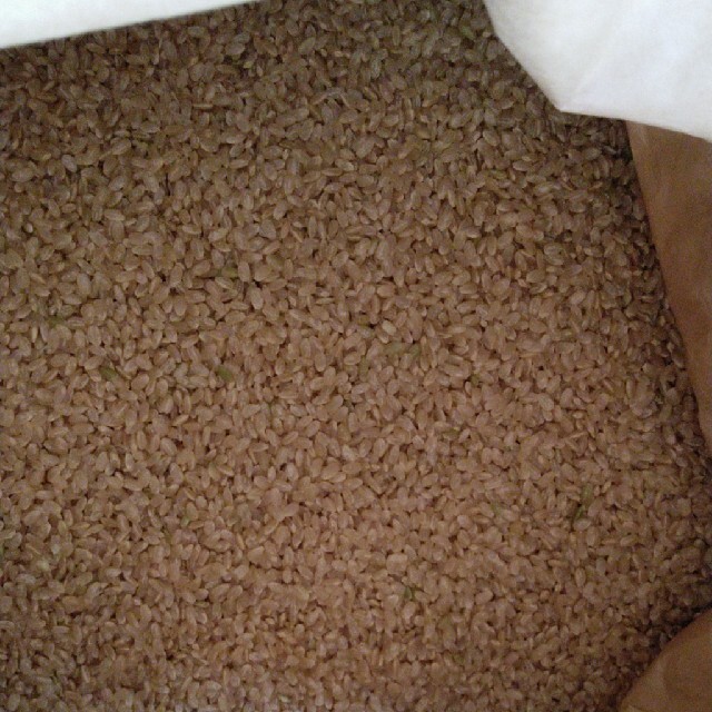 令和2年産栃木県特一等米コシヒカリ玄米30キロ無農薬にて、作ったお米です。