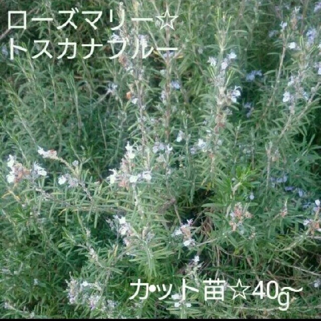 ローズマリートスカーナブルー☆カット苗 ハンドメイドのフラワー/ガーデン(プランター)の商品写真