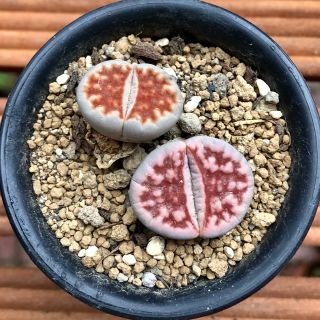 ゜'・:*☆。 Lithops  Top Red ゜'・:*☆。(その他)